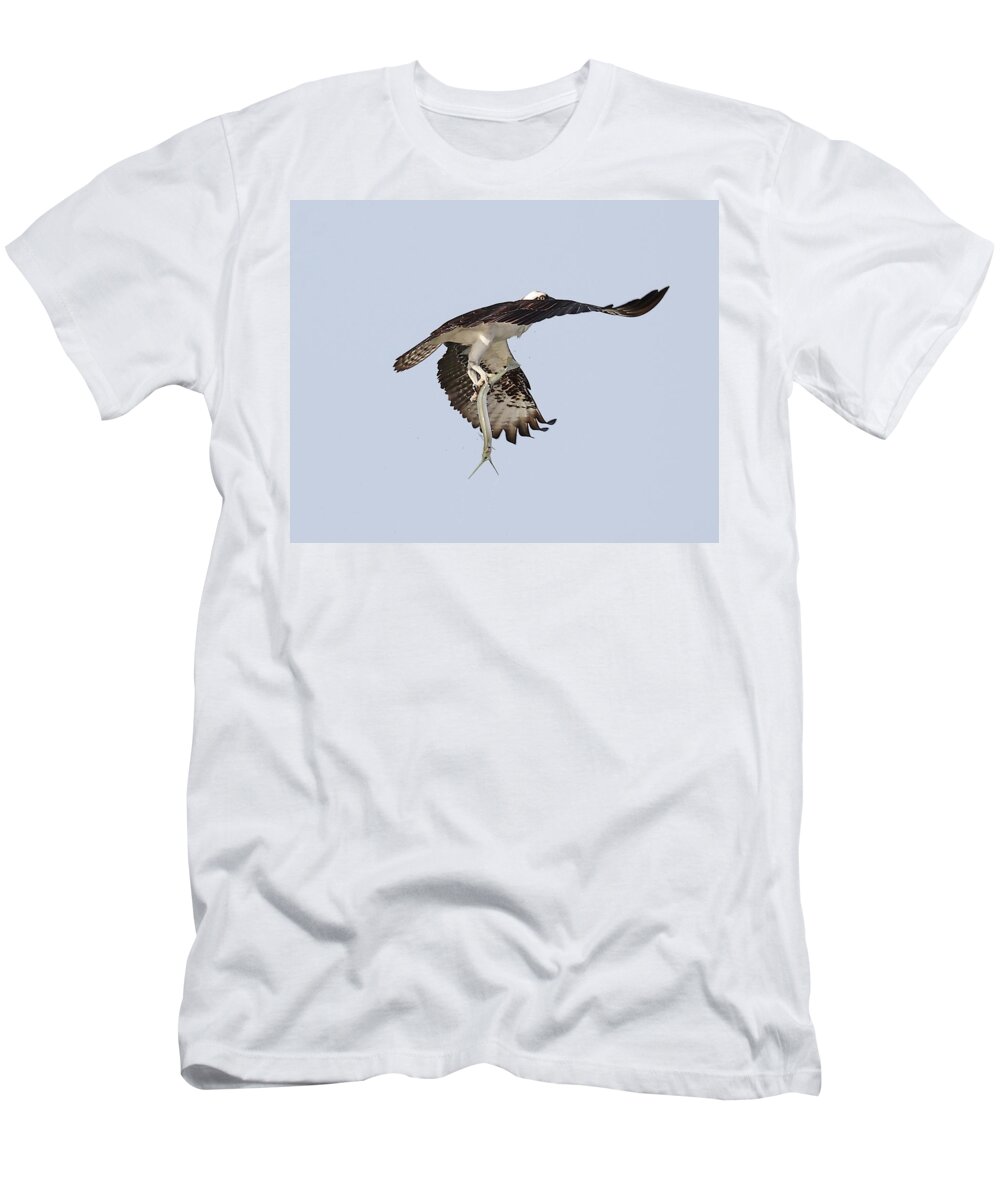 Osprey T-Shirt featuring the photograph Osprey with a Needle Fish 2 by Mingming Jiang