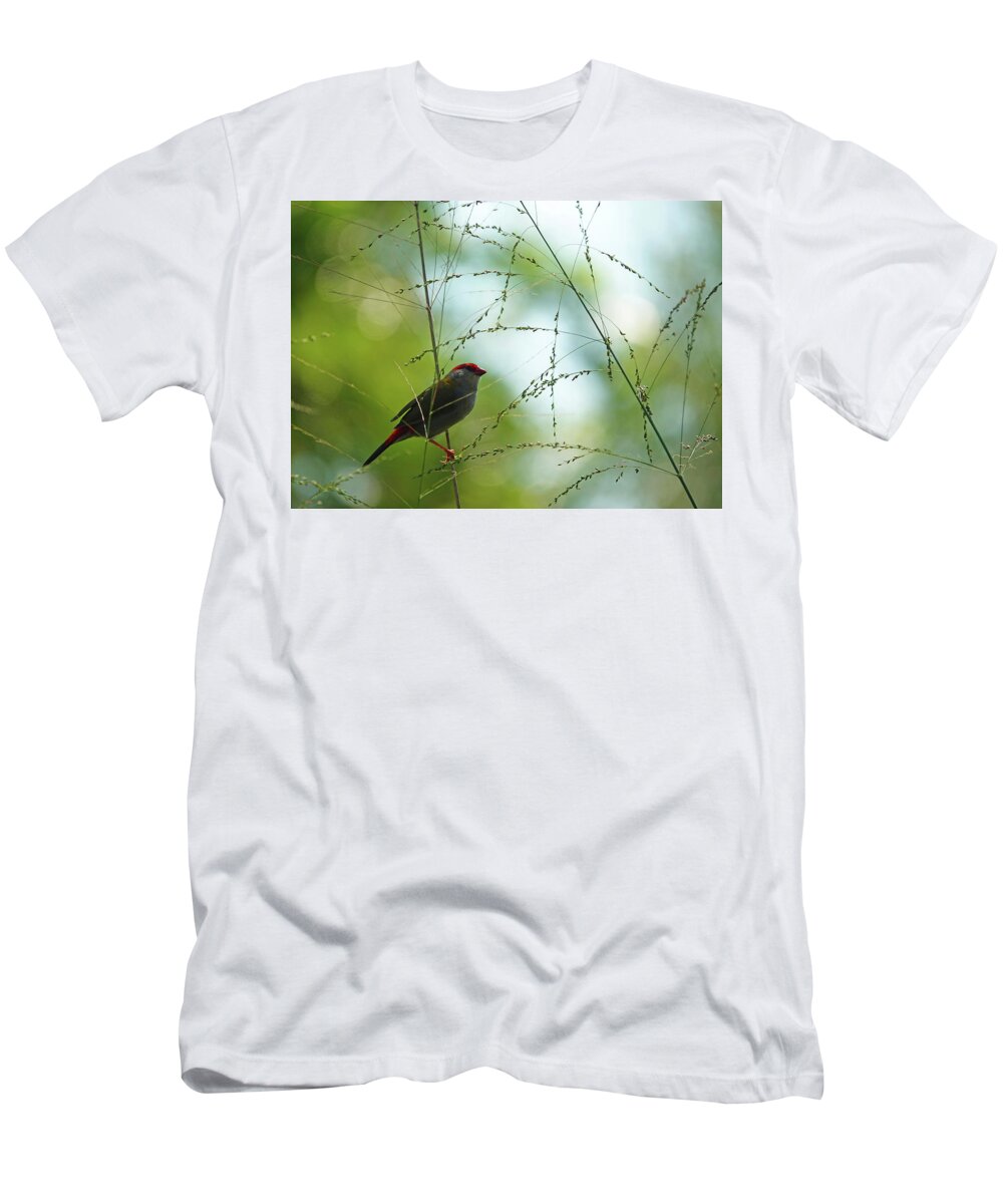 Animals T-Shirt featuring the photograph Red-browed Finch perched by Maryse Jansen
