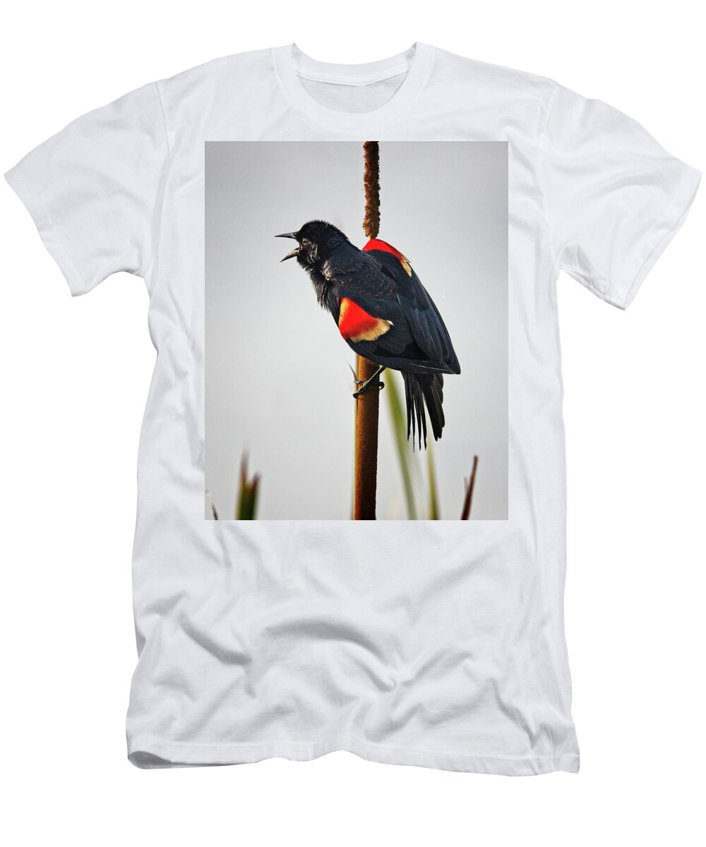 Breeding T-Shirt featuring the photograph Red-winged Blackbird Displaying by Ronald Lutz