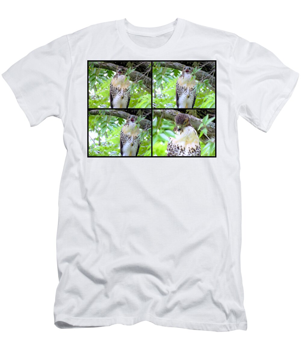 Red Shouldered Hawk T-Shirt featuring the photograph Shhhh, Sleeping Red Shouldered Hawk by Amy Hosp