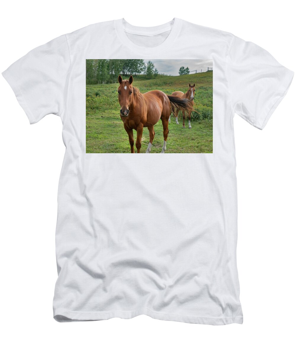 Horse T-Shirt featuring the photograph Sorrel horses in an Alberta pasture by Phil And Karen Rispin