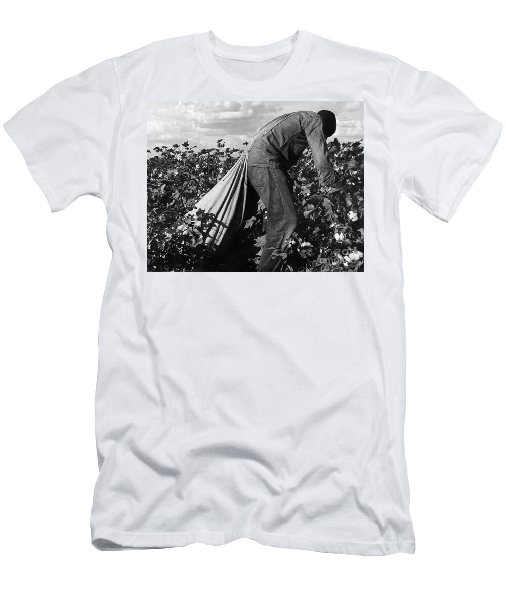Spytte ud Uden for Utroskab Stoop Labor in Cotton Field, 1938 T-Shirt by Dorothea Lange - Granger Art  on Demand - Website