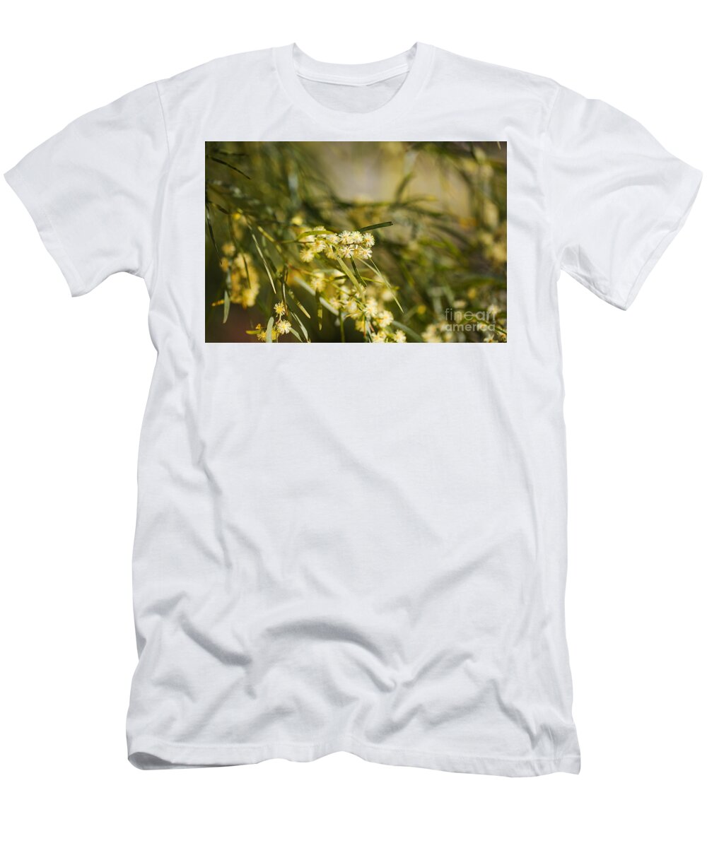 Acacia T-Shirt featuring the photograph Wattle Tree Spring Flowers by Joy Watson