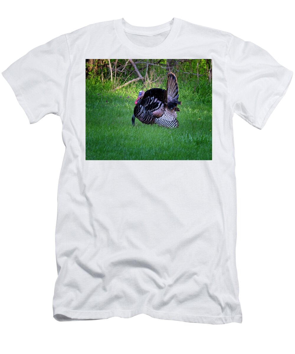 Wildlife T-Shirt featuring the photograph Wild Turkey Gobbler displaying during mating season by Ronald Lutz