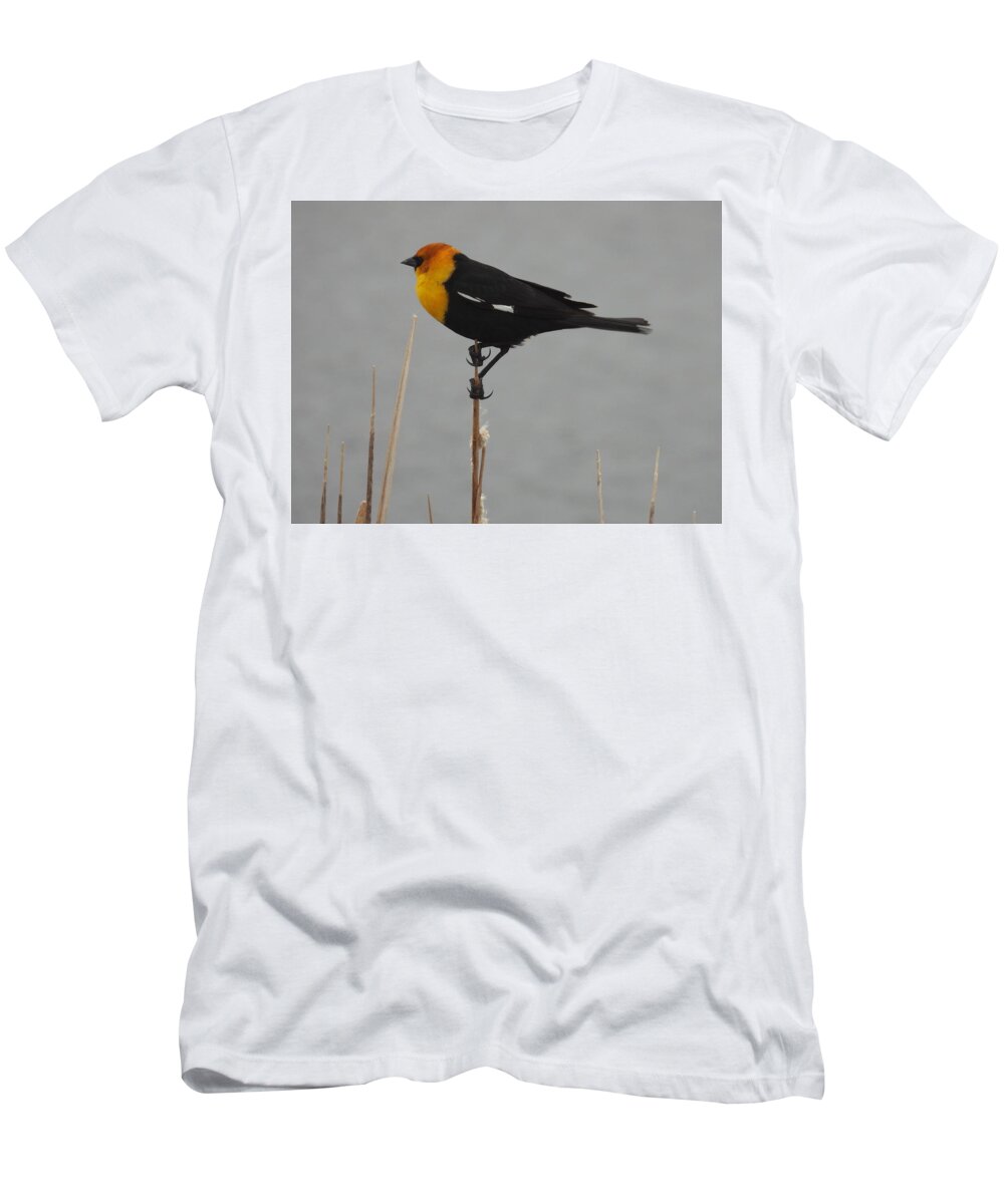 Black Bird T-Shirt featuring the photograph Yellow Headed Black Bird 3 by Amanda R Wright