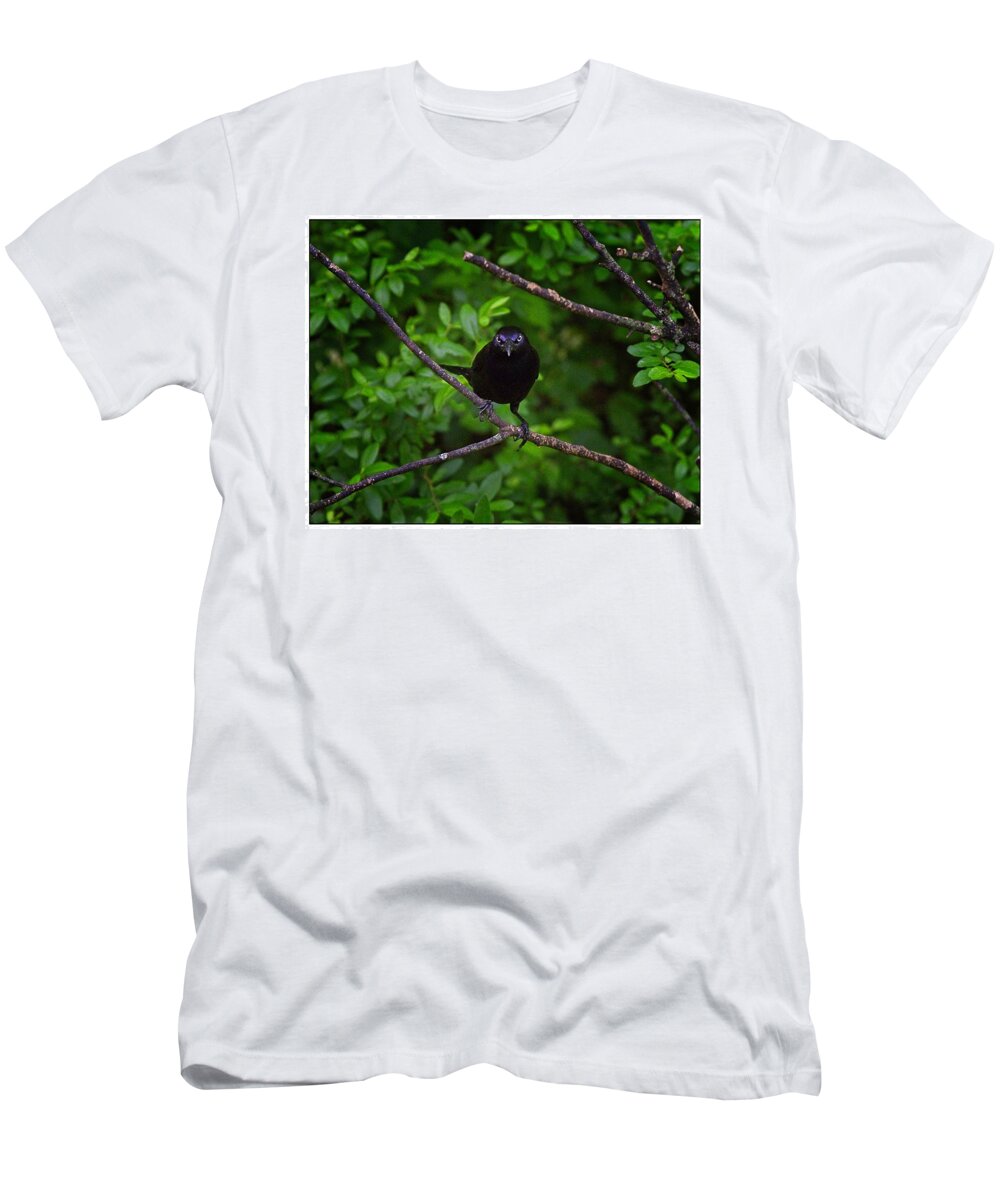 Common Grackle T-Shirt featuring the photograph You Looking At Me by John Benedict