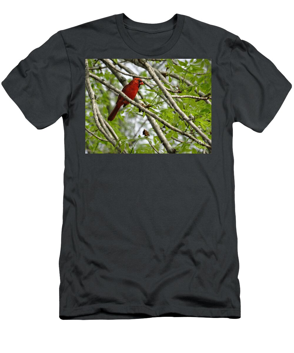 Birds T-Shirt featuring the photograph Cardinal Saturday Morning by Christopher Plummer