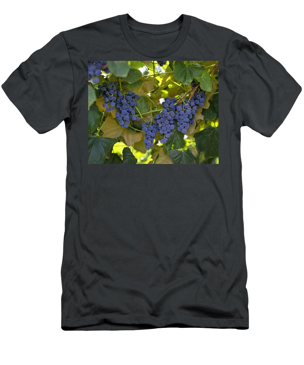 Concord T-Shirt featuring the photograph Agriculture - Concord Tablejuice Grapes #1 by Gary Holscher