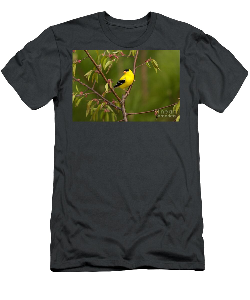 American Goldfinch T-Shirt featuring the photograph American Goldfinch Carduelis Tristis #1 by Linda Freshwaters Arndt