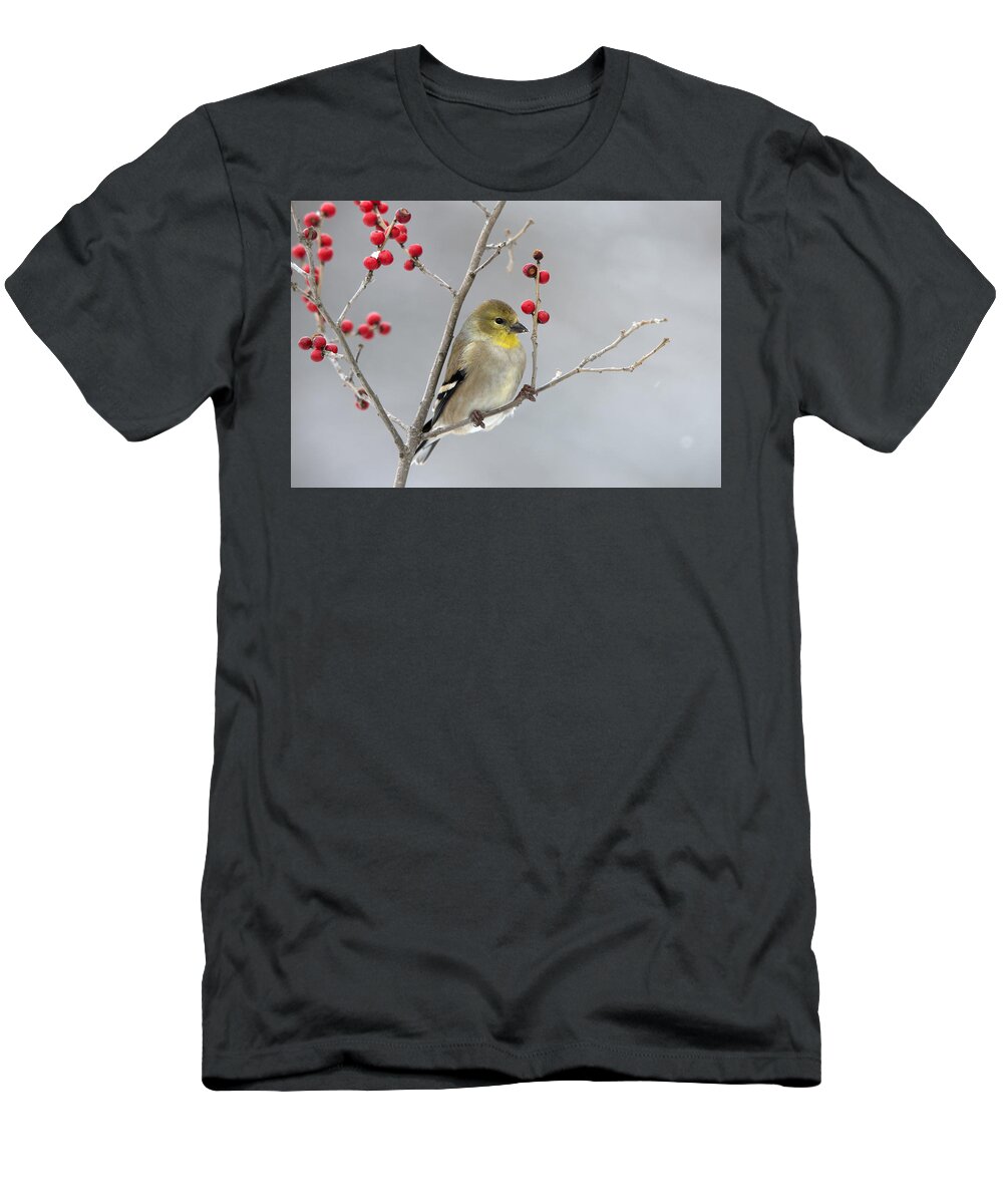 Scott Leslie T-Shirt featuring the photograph American Goldfinch In Winter #1 by Scott Leslie