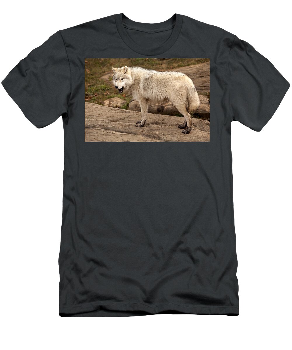 Wolf T-Shirt featuring the photograph Arctic Wolf #1 by Eunice Gibb