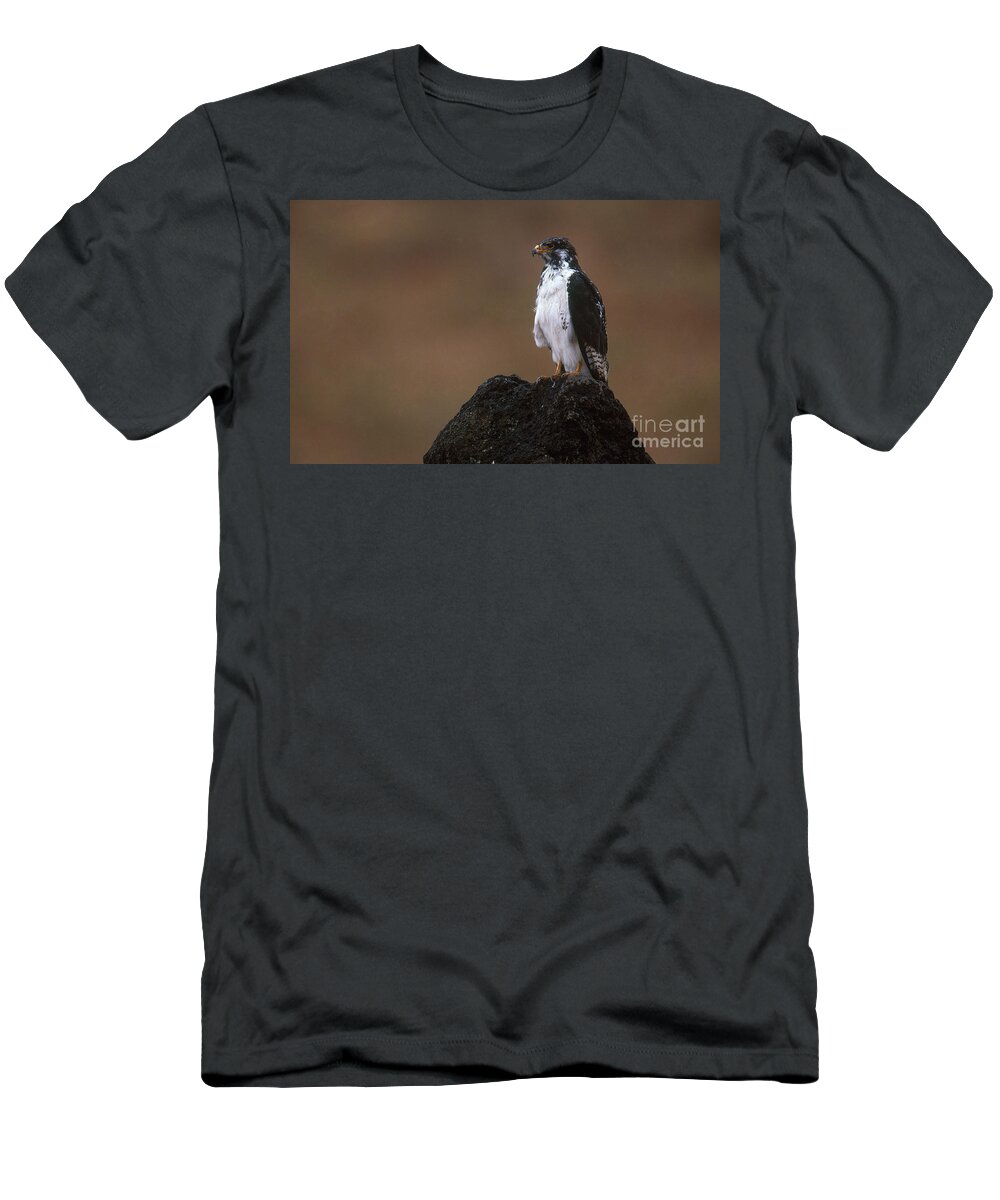 Bird T-Shirt featuring the photograph Augur Buzzard #1 by Art Wolfe