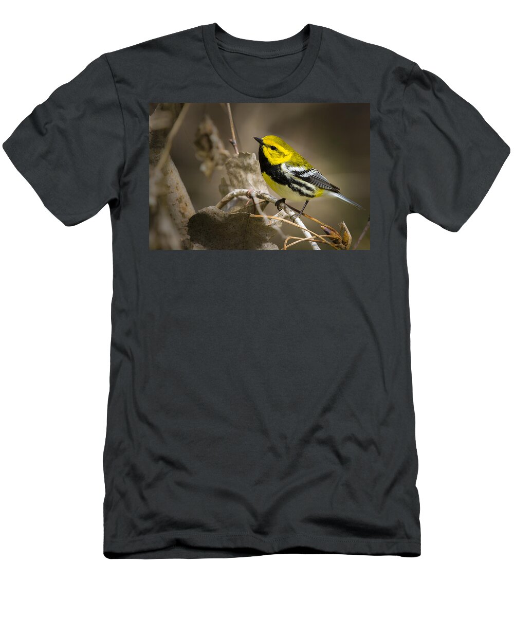 Animal T-Shirt featuring the photograph Black throated Green Warbler #2 by Jack R Perry
