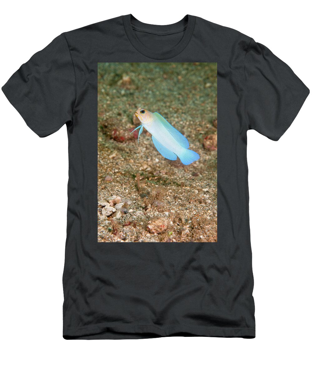 Bluebar Jawfish T-Shirt featuring the photograph Bluebar Jawfish #1 by Andrew J. Martinez