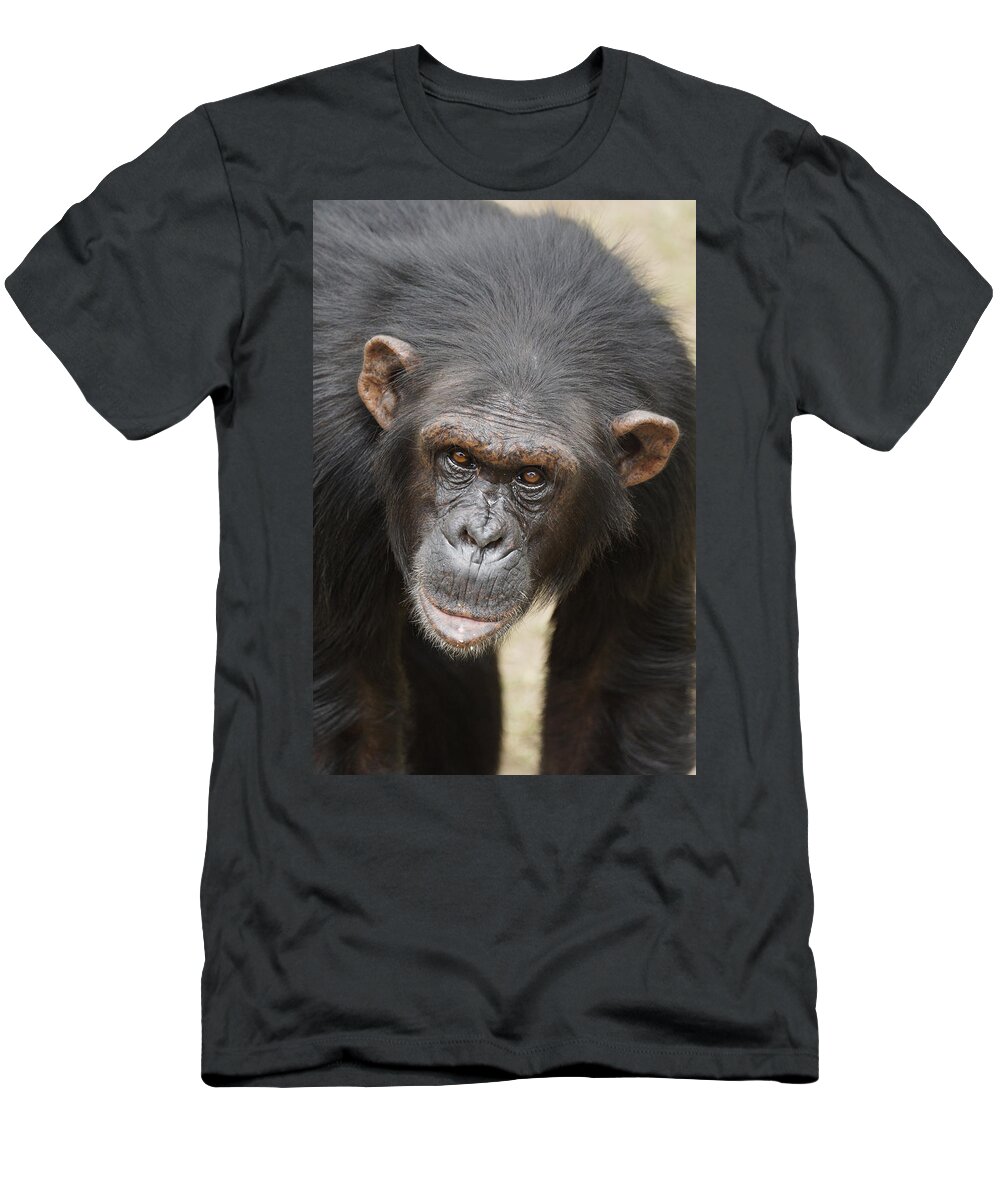 Hiroya Minakuchi T-Shirt featuring the photograph Chimpanzee Portrait Ol Pejeta by Hiroya Minakuchi