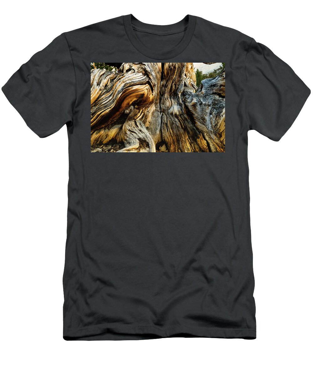 Photography T-Shirt featuring the photograph Close-up Of Details Of Pine Tree #1 by Panoramic Images