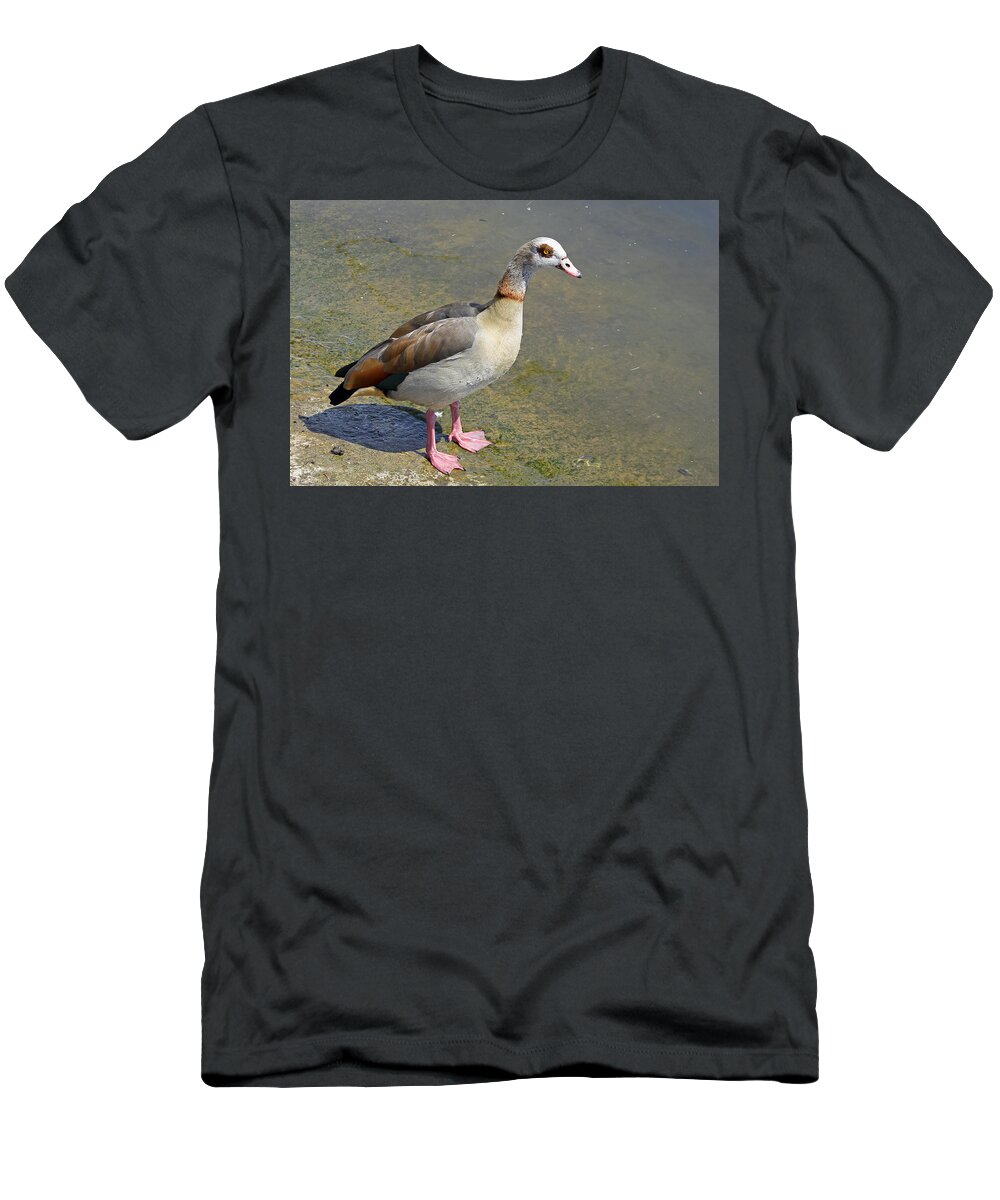 Birds T-Shirt featuring the photograph Egyptian Goose #1 by Tony Murtagh