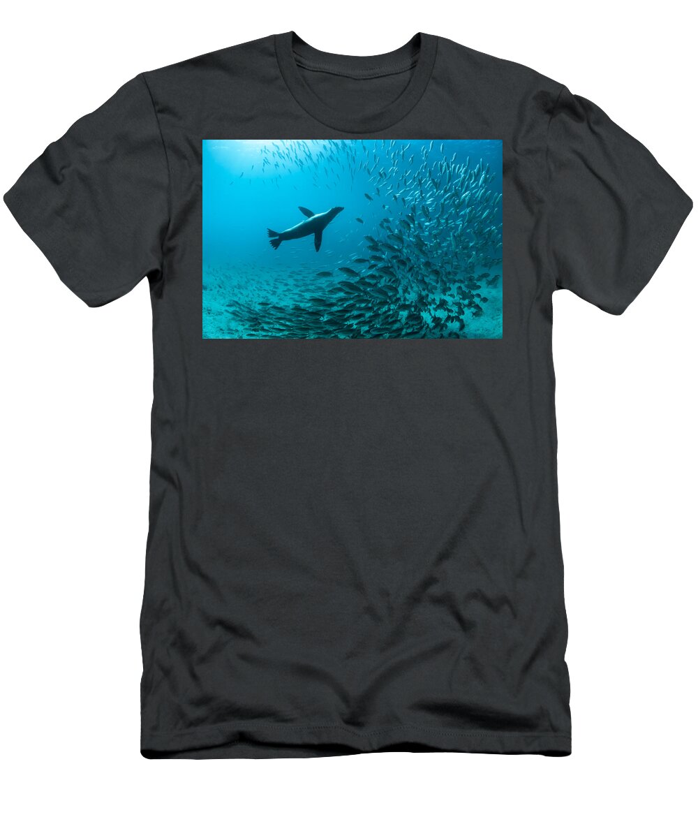 Tui De Roy T-Shirt featuring the photograph Galapagos Sea Lion Hunting Fish Rabida #1 by Tui De Roy
