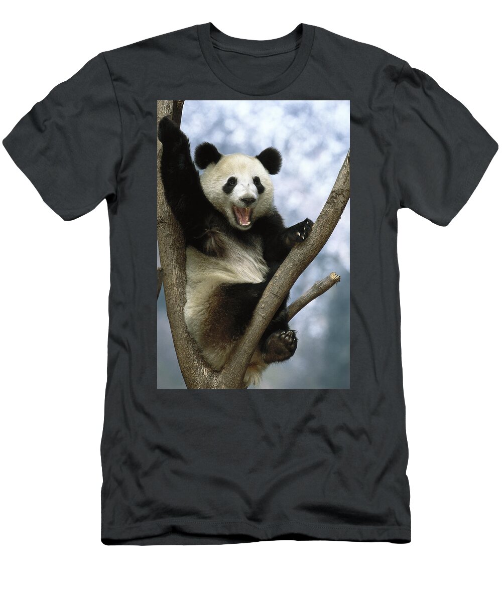 Feb0514 T-Shirt featuring the photograph Giant Panda Wolong Valley China #1 by Pete Oxford