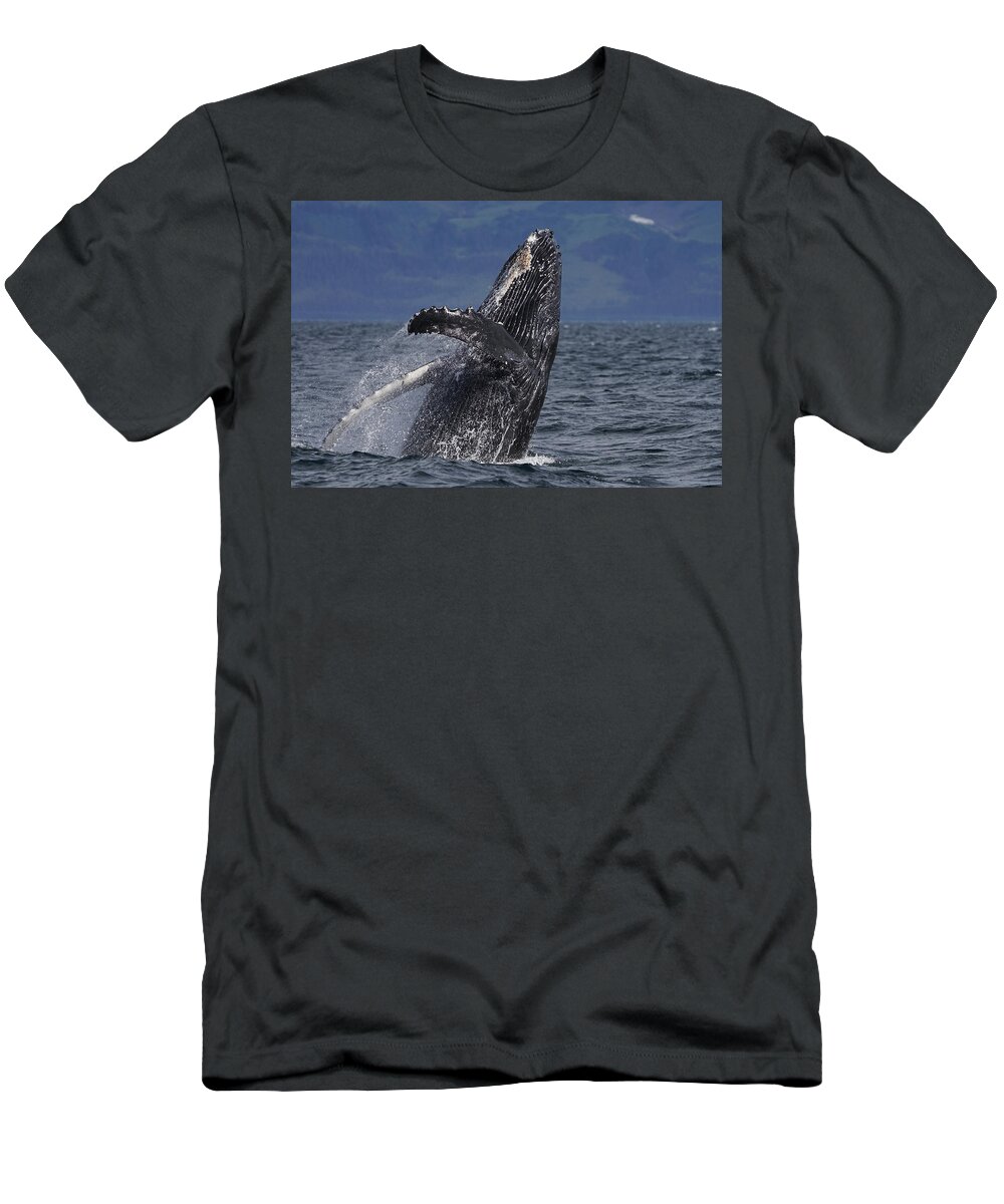 Hiroya Minakuchi T-Shirt featuring the photograph Humpback Whale Breaching Prince William #1 by Hiroya Minakuchi