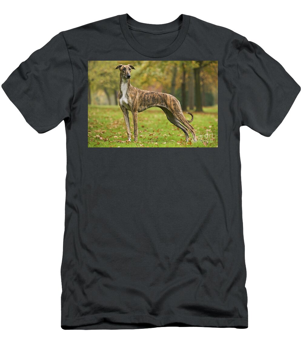 Dog T-Shirt featuring the photograph Hungarian Greyhound #1 by Jean-Michel Labat