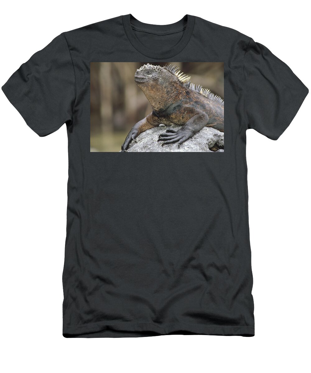 Feb0514 T-Shirt featuring the photograph Marine Iguana Clings To Lava Rock #1 by Tui De Roy