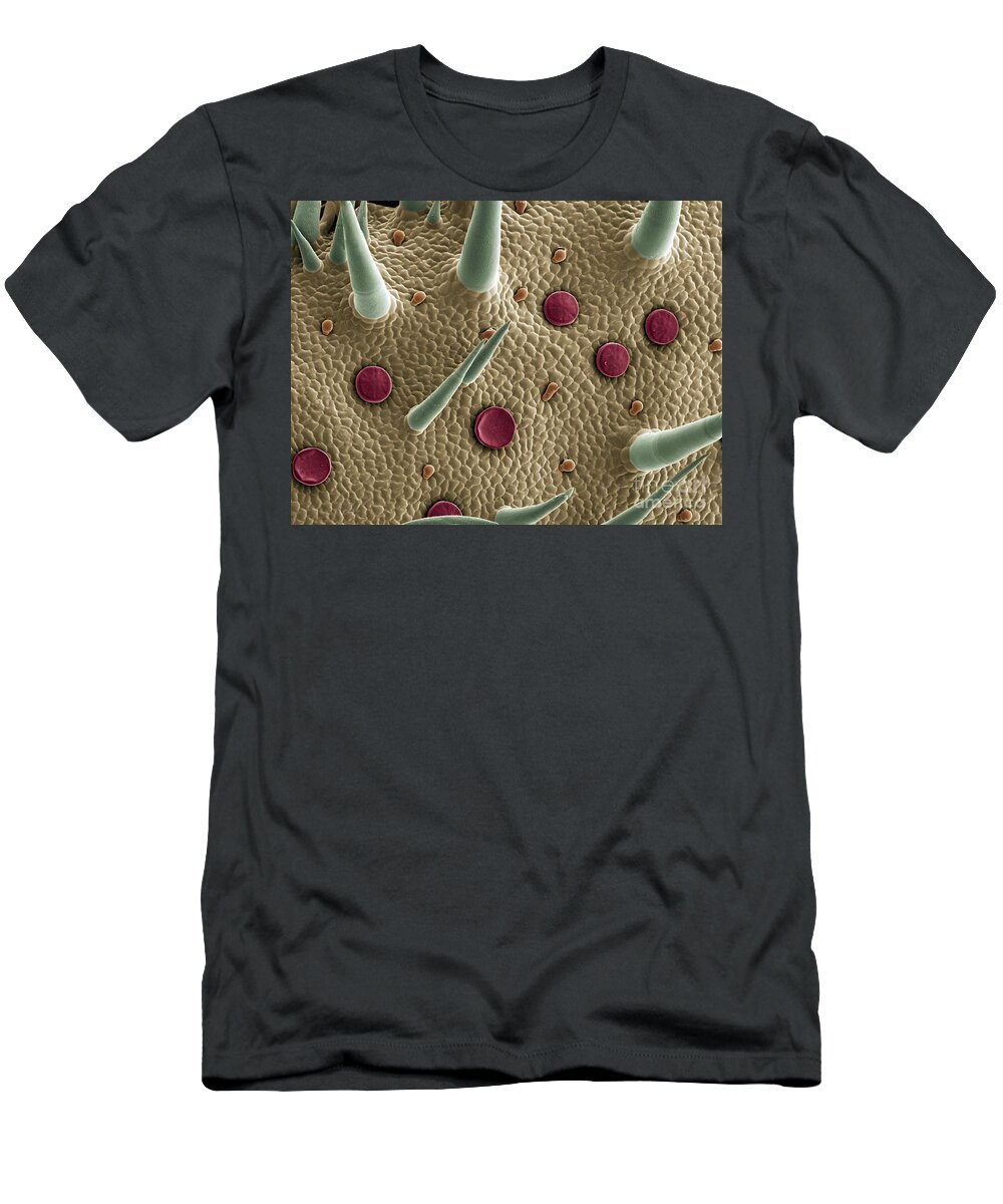 Marjoram T-Shirt featuring the photograph Marjoram Leaf SEM #1 by Spl