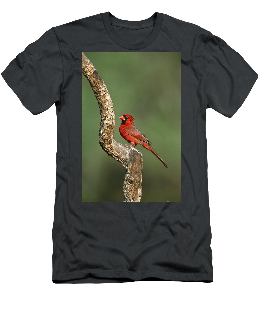 Feb0514 T-Shirt featuring the photograph Northern Cardinal Male Texas #1 by Tom Vezo