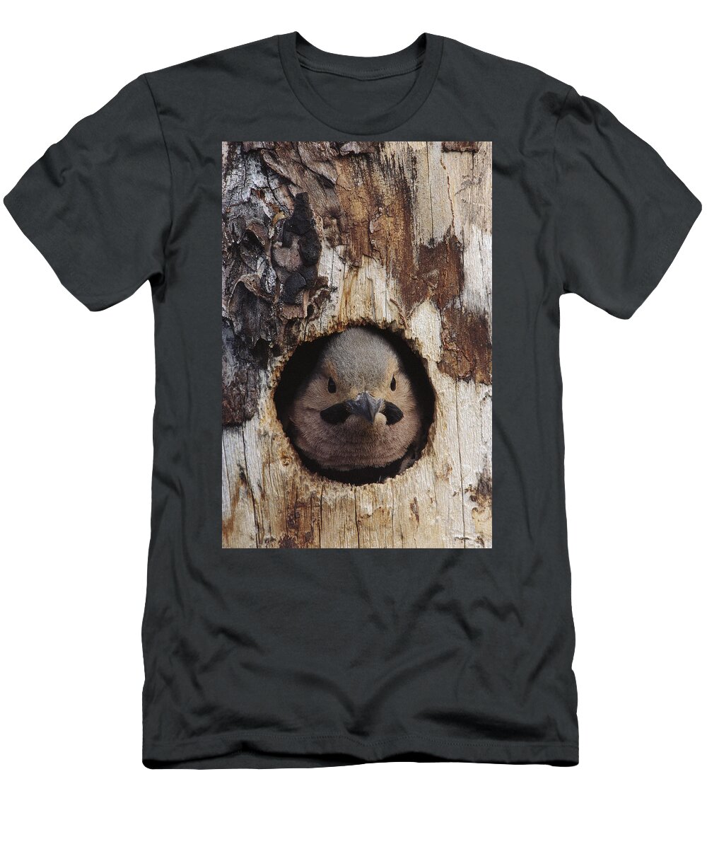 Feb0514 T-Shirt featuring the photograph Northern Flicker In Nest Cavity Alaska #1 by Michael Quinton