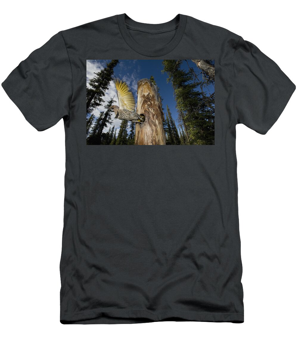 Michael Quinton T-Shirt featuring the photograph Northern Flicker Leaving Nest Cavity #1 by Michael Quinton