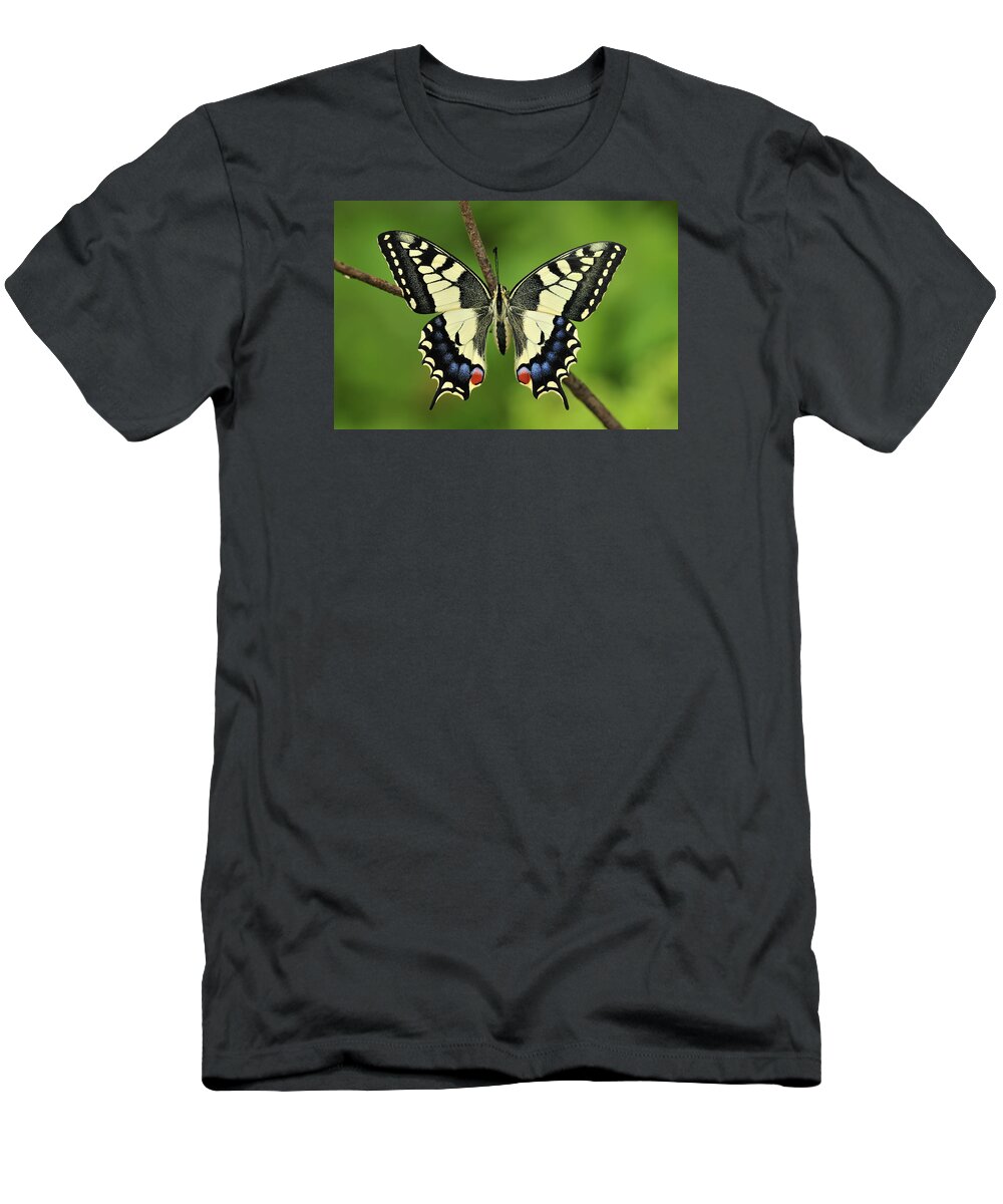 525127 T-Shirt featuring the photograph Oldworld Swallowtail Butterfly #2 by Thomas Marent