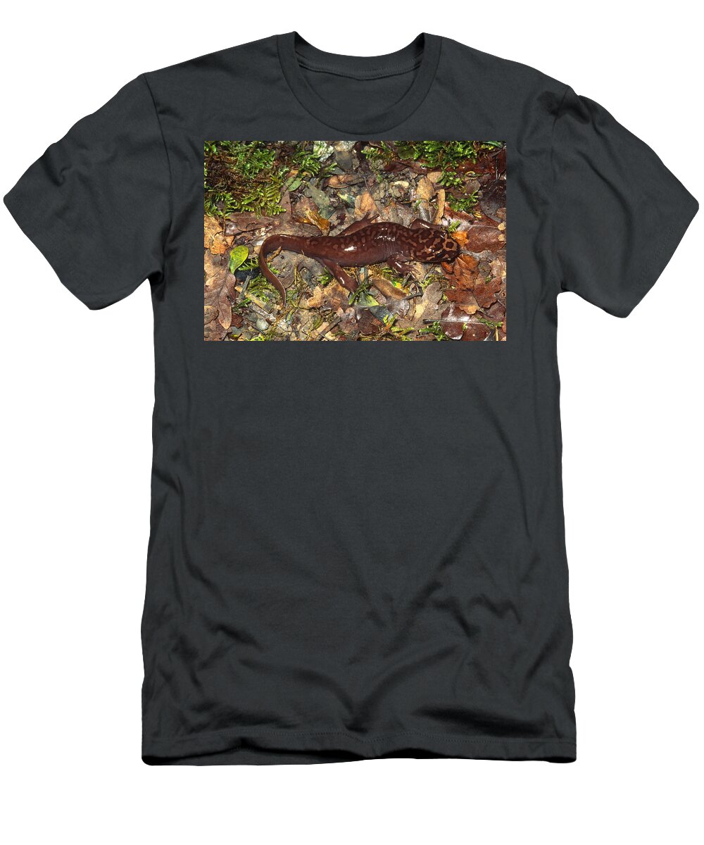Amphibia T-Shirt featuring the photograph Pacific Giant Salamander #1 by Karl H. Switak