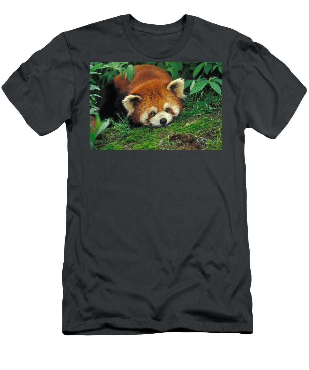 Ailuridae T-Shirt featuring the photograph Red Panda #1 by Thomas And Pat Leeson
