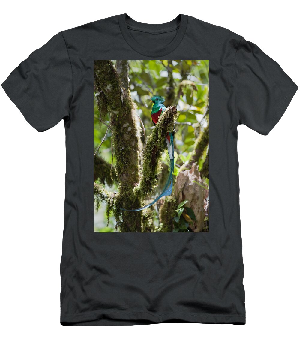 Feb0514 T-Shirt featuring the photograph Resplendent Quetzal Male Costa Rica #1 by Konrad Wothe