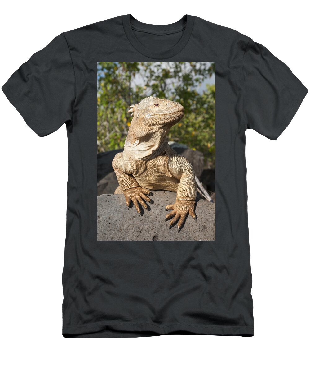 534165 T-Shirt featuring the photograph Santa Fe Land Iguana Galapagos #1 by Tui De Roy