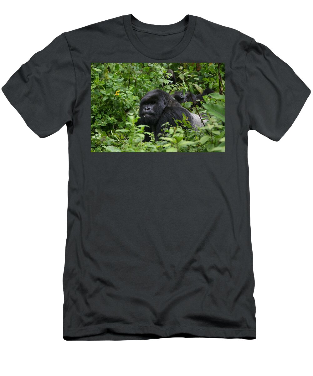 Gorilla T-Shirt featuring the photograph Silverback On Watch #1 by Bruce J Robinson