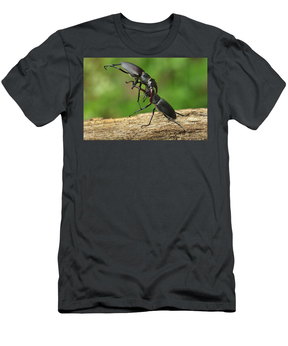Feb0514 T-Shirt featuring the photograph Stag Beetle Fighting Switzerland #1 by Thomas Marent