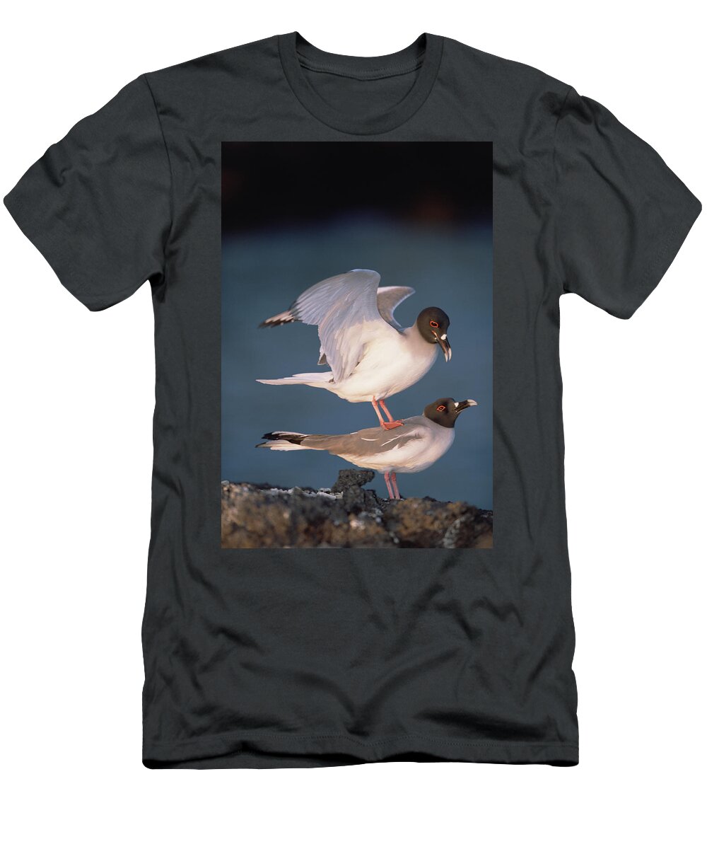 Feb0514 T-Shirt featuring the photograph Swallow-tailed Gulls Mating At Dusk #1 by Tui De Roy