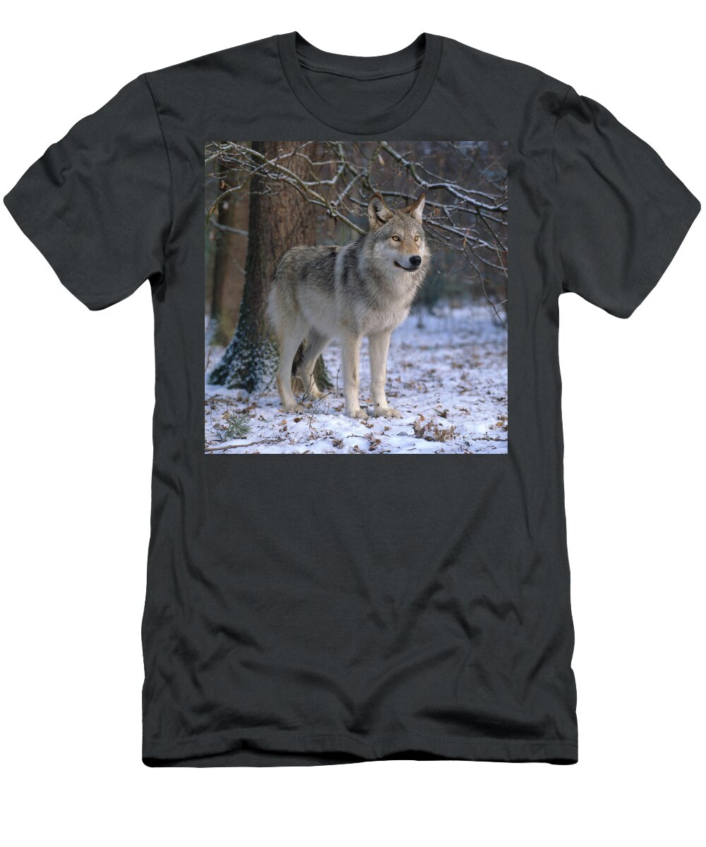 Gray Wolf T-Shirt featuring the photograph Timber Wolf #1 by Hans Reinhard