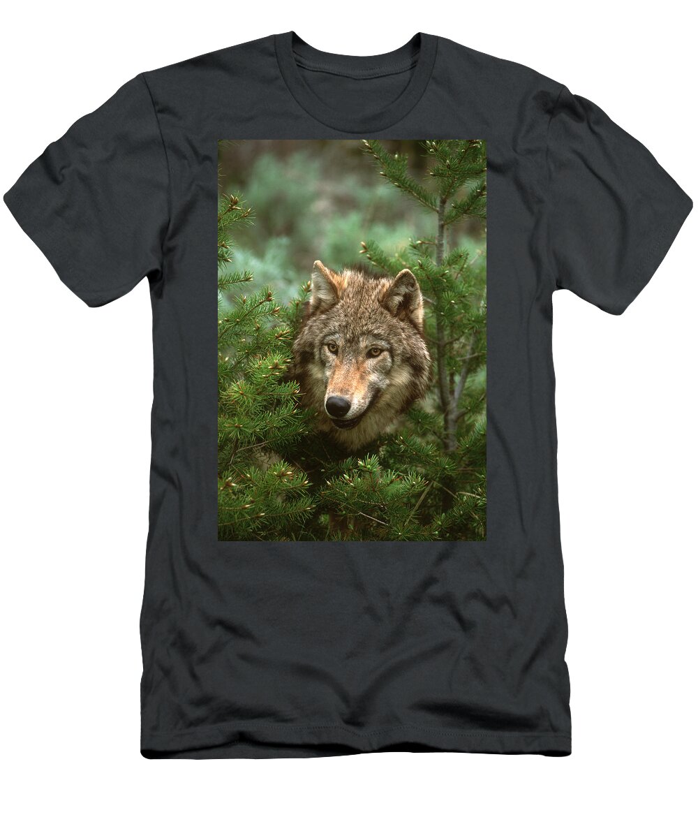 Feb0514 T-Shirt featuring the photograph Timber Wolf North America #1 by Tom Vezo