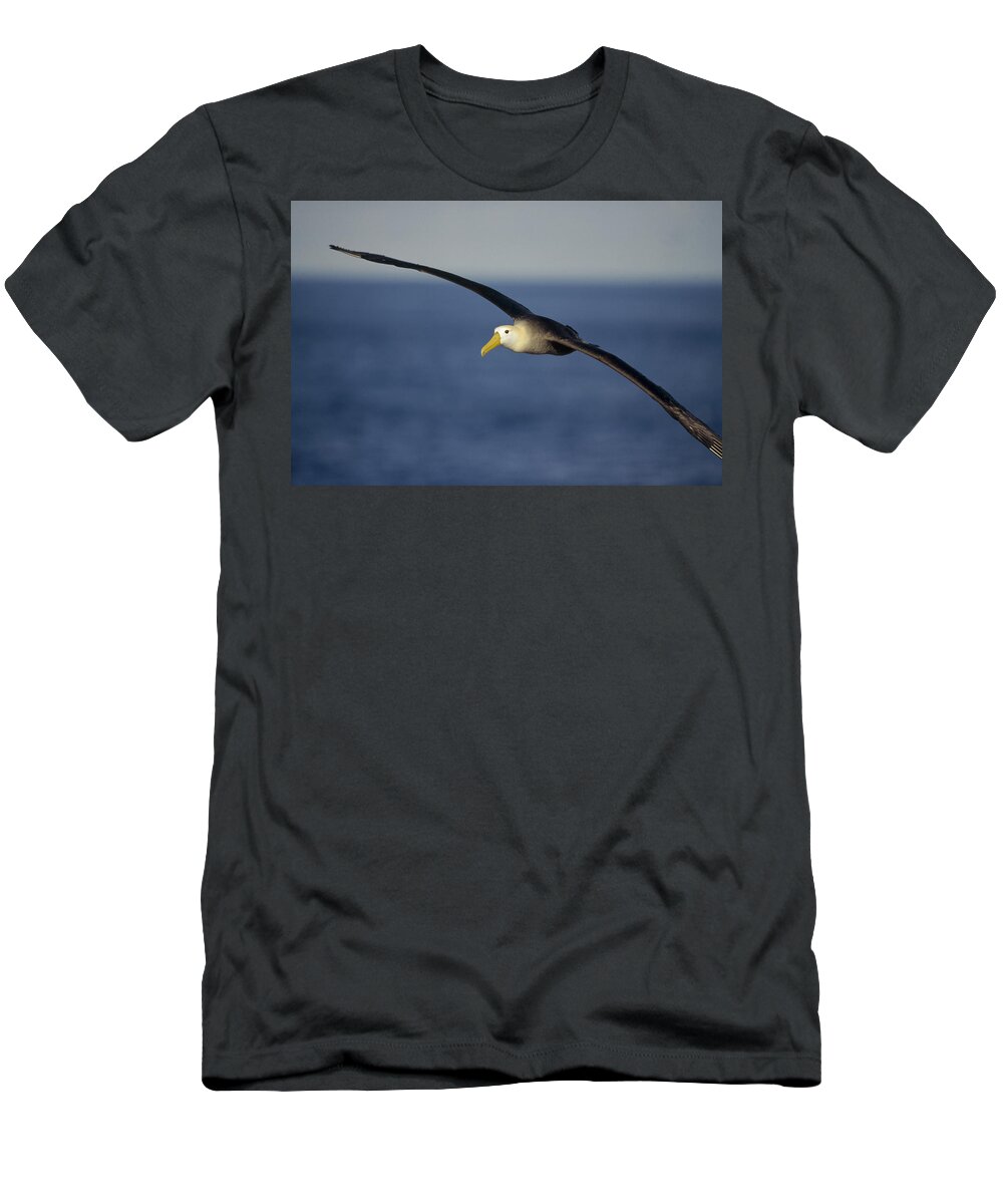 Feb0514 T-Shirt featuring the photograph Waved Albatross Flying Galapagos Islands #1 by Tui De Roy