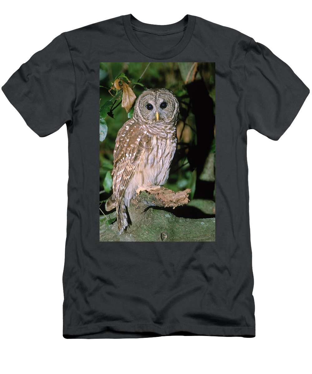Fauna T-Shirt featuring the photograph Barred Owl #10 by Millard H. Sharp