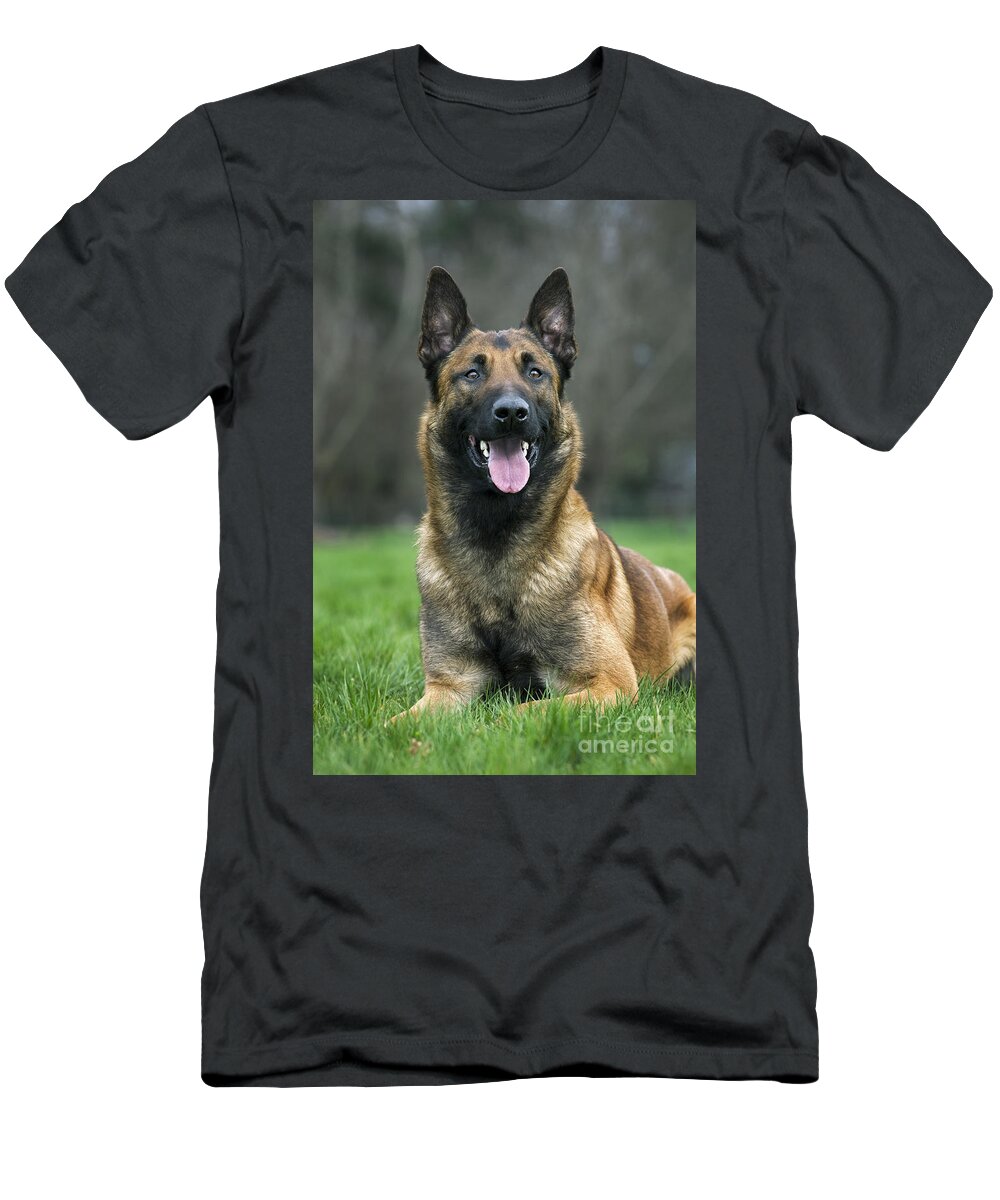 Belgian Shepherd Dog T-Shirt featuring the photograph 101130p022 by Arterra Picture Library