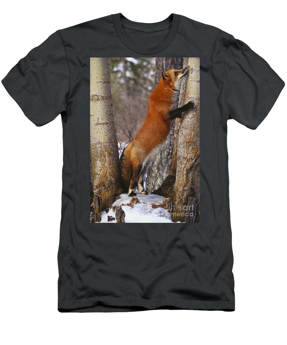 Outdoors T-Shirt featuring the photograph Red Fox Vulpes Vulpes #13 by Art Wolfe