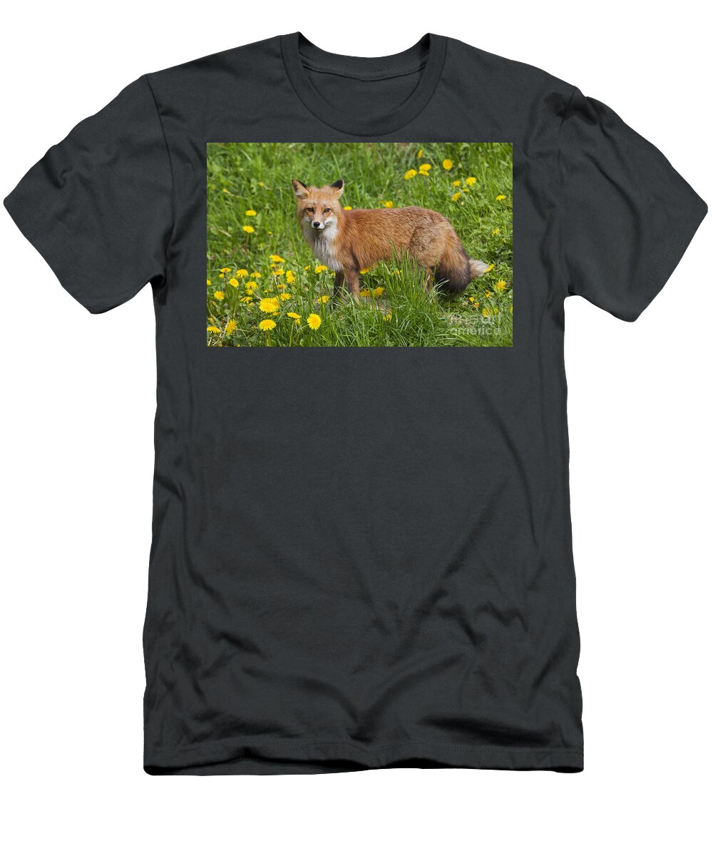 Red Fox T-Shirt featuring the photograph 131018p149 by Arterra Picture Library