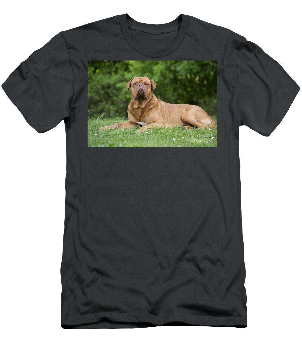 Dog T-Shirt featuring the photograph Dogue De Bordeaux #14 by Jean-Michel Labat