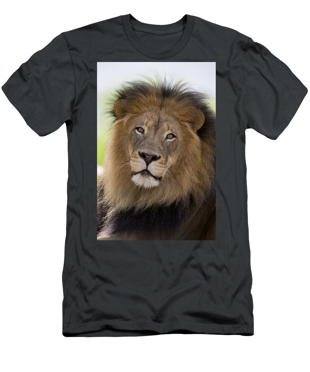 San Diego Zoo T-Shirt featuring the photograph African Lion Male by San Diego Zoo
