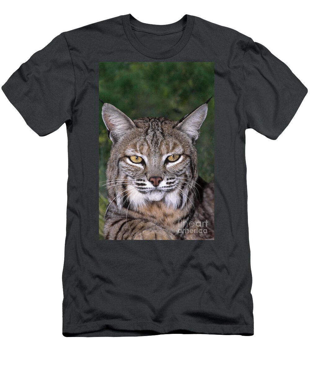 Bobcat T-Shirt featuring the photograph Bobcat Portrait Wildlife Rescue by Dave Welling