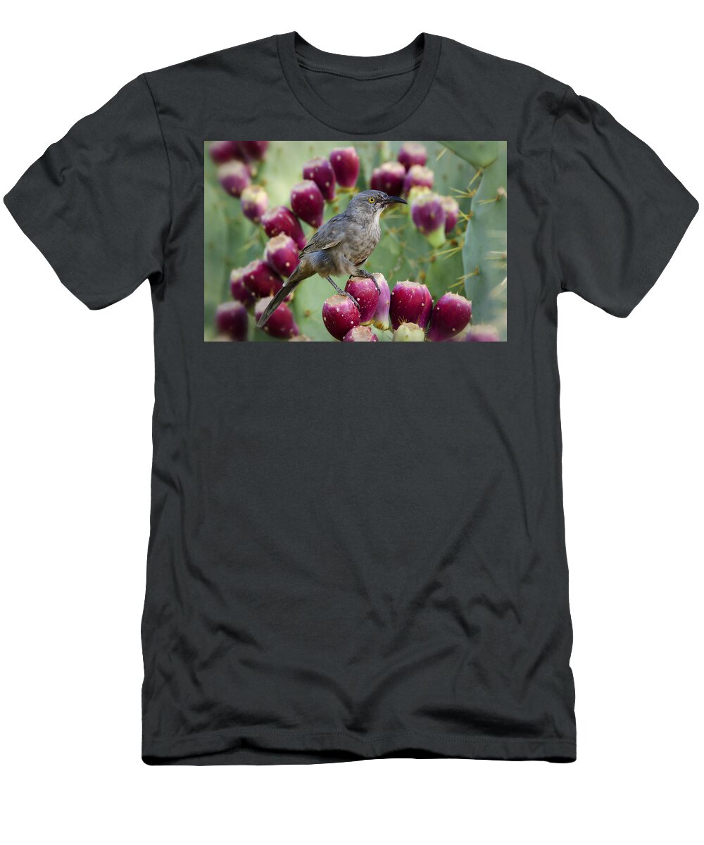 Curve Billed Thrasher T-Shirt featuring the photograph Curve Billed Thrasher #2 by Saija Lehtonen