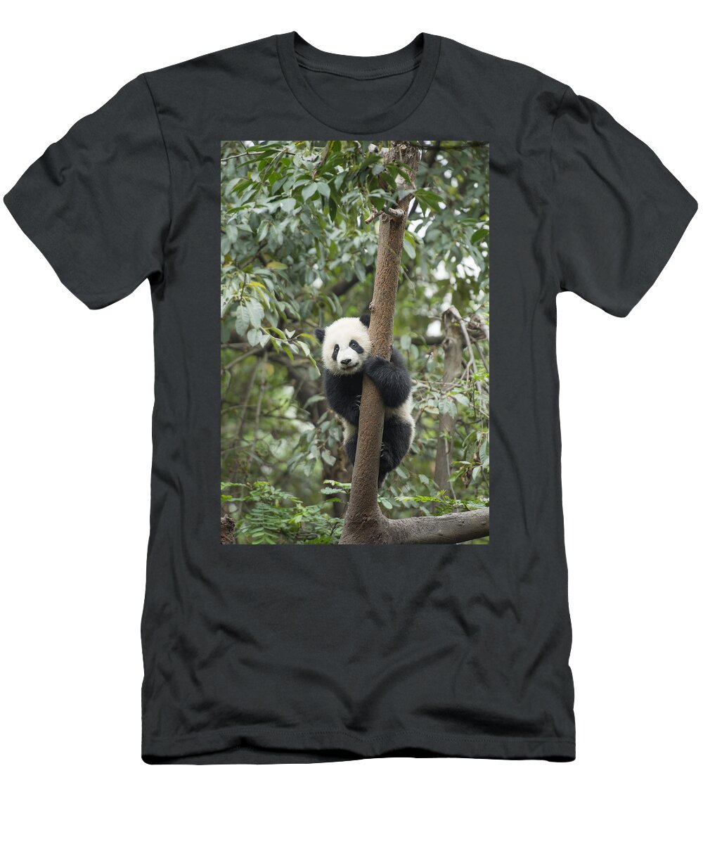 Katherine Feng T-Shirt featuring the photograph Giant Panda Cub Chengdu Sichuan China #2 by Katherine Feng